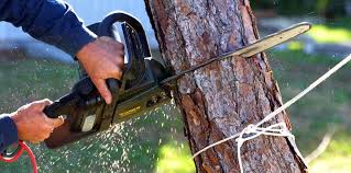  Mdleton, ID Tree Services Pros