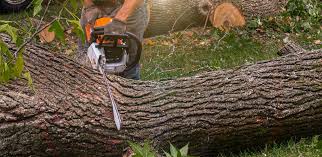 Best Emergency Tree Removal  in Mdleton, ID