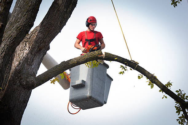 Best Hazardous Tree Removal  in Mdleton, ID