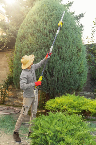 Best Tree Health Inspection  in Mdleton, ID